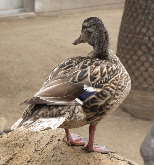 If it walks and talks like a duck